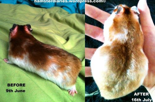 How many hamsters go pregnant, how to recognize and determine pregnancy in Djungarian and Syrian hamsters