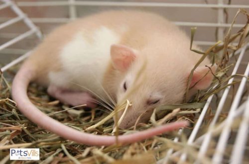 How many hours do pet rats sleep per day
