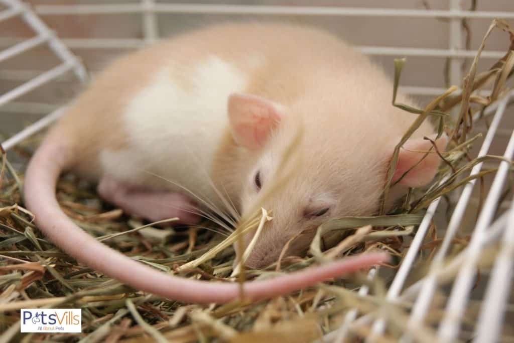 How many hours do pet rats sleep per day