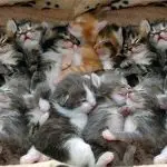 How many kittens can a cat give birth: what factors determine the number