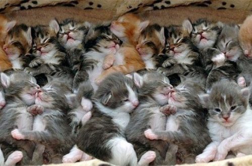 How many kittens can a cat give birth: what factors determine the number