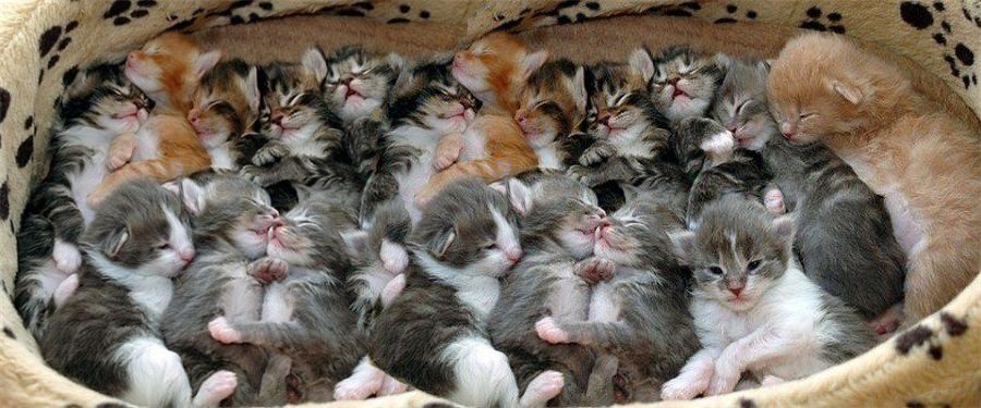 How many kittens can a cat give birth: what factors determine the number