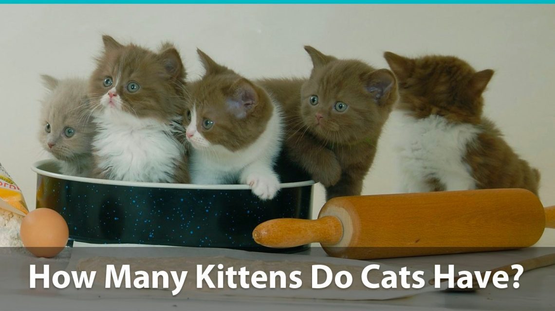 How many kittens does a cat bear: gestation period and number of kittens in a litter