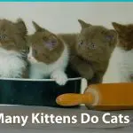 How many kittens does a cat bear: gestation period and number of kittens in a litter