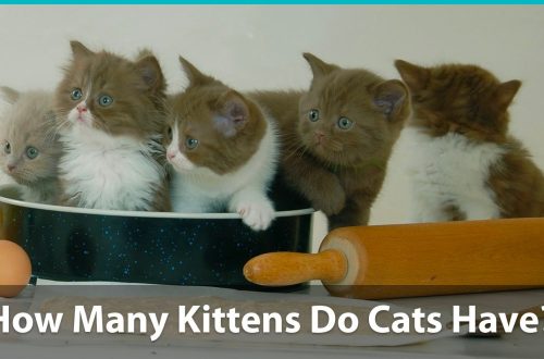 Mitu kassipoega kass kannab: tiinusperiood ja kassipoegade arv pesakonnas