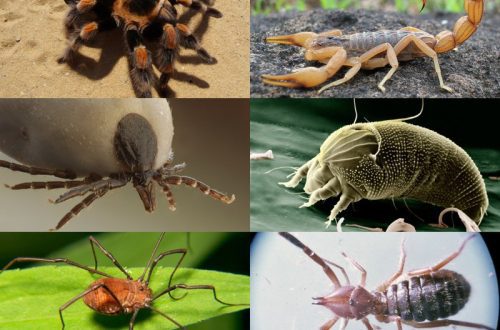 How many legs does a spider and a tick have: what are the differences between these animals, lifestyle and function in the ecosystem