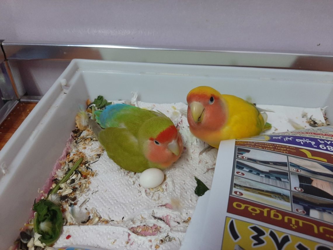 How many lovebird eggs incubate: let&#8217;s talk about duration