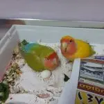 How many lovebird eggs incubate: let’s talk about duration