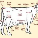 How many nipples does a cow have, features of the udder and other nuances of the body structure of a cow
