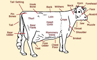 Mitu nibust on lehmal, udara tunnused ja muud lehma kehaehituse nüansid