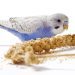 Nutraceuticals in bird feed