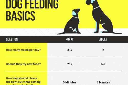 Mitu korda päevas tuleks koera toita?
