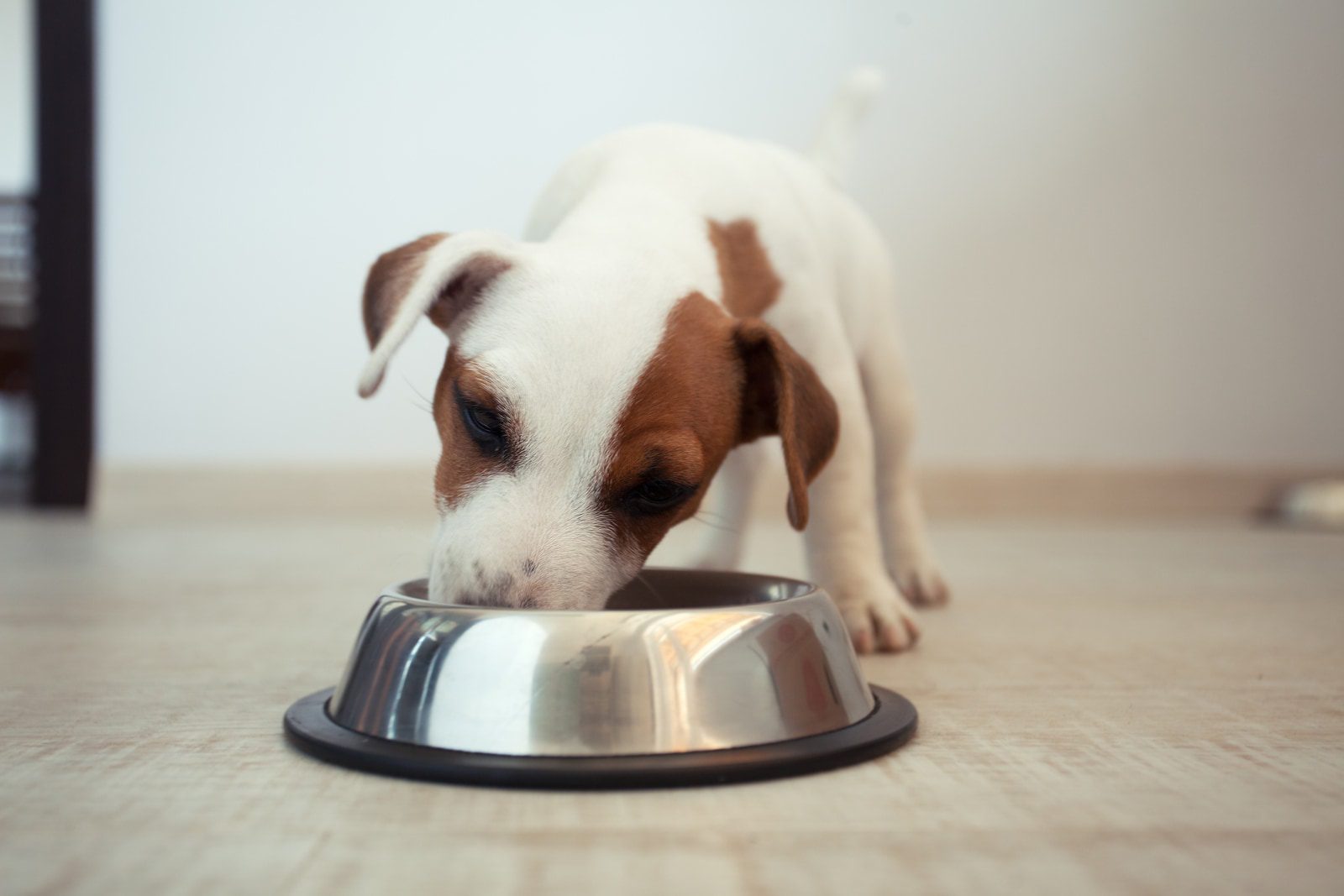 How many times a day should a dog be fed?