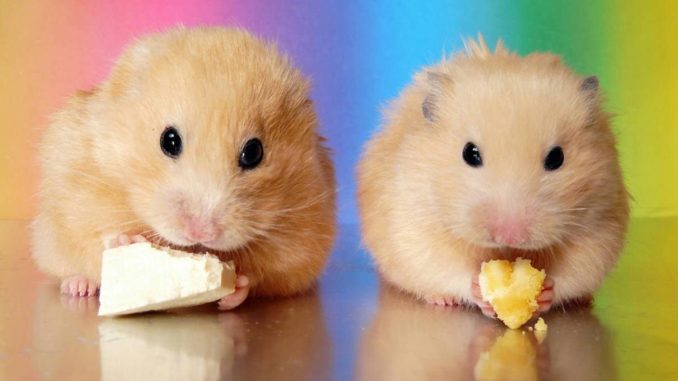 How many times a day should a hamster be fed?