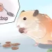 How long can a hamster live without food and water, is it possible to leave him alone at home