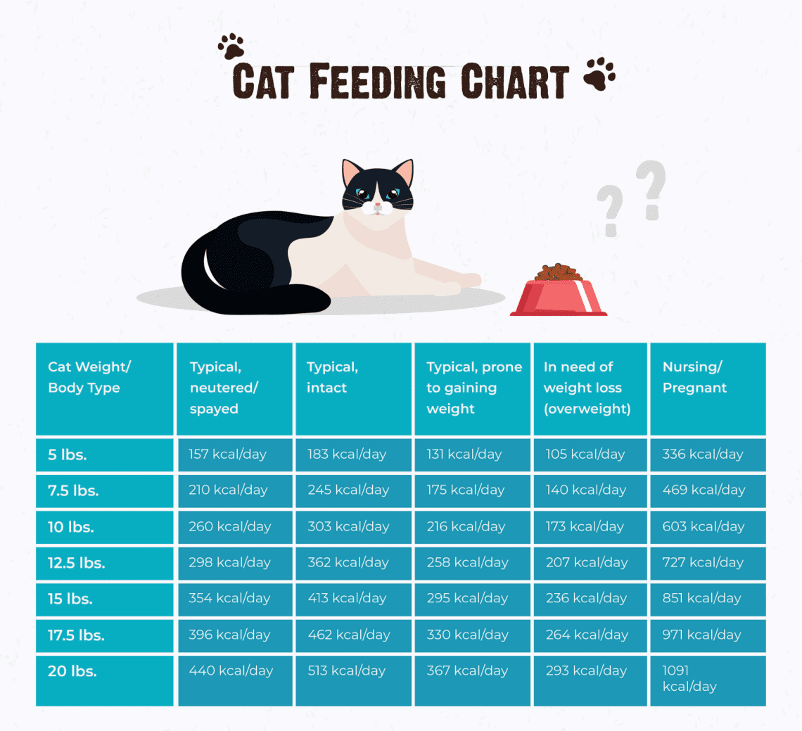 How many times a day should kittens and cats be fed: is it possible to give only dry food