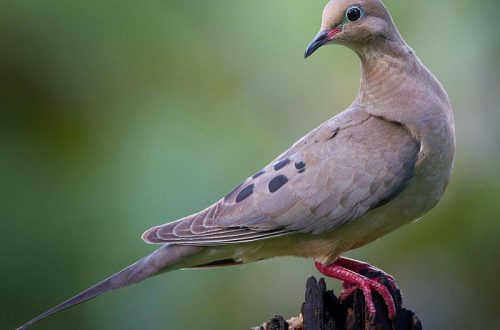 How many years and where doves live: sense organs and what affects their life expectancy