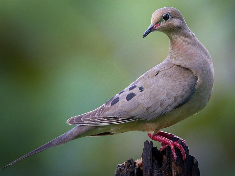 How many years and where doves live: sense organs and what affects their life expectancy