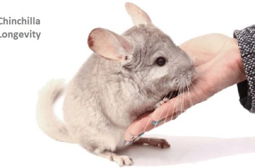 How many years do chinchillas live at home, the average life expectancy in captivity