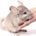 Why does a chinchilla scream and squeak at night and during the day &#8211; the reasons for making strange sounds