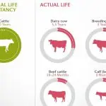 How many years do cows of different breeds live and average life expectancy