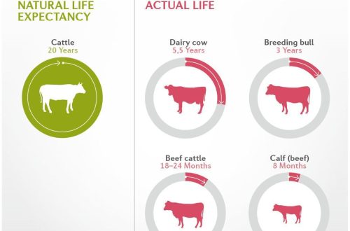 How many years do cows of different breeds live and average life expectancy