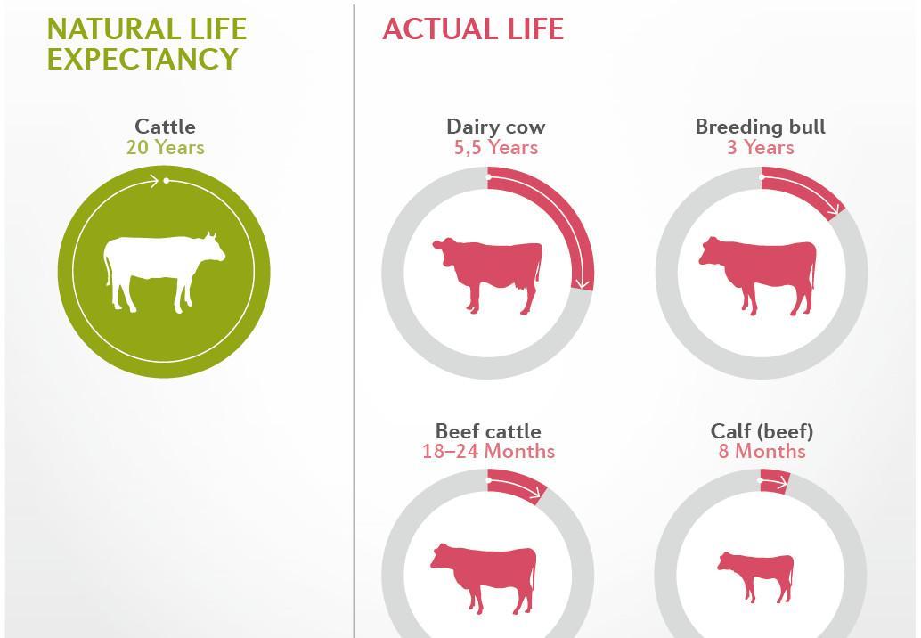 How many years do cows of different breeds live and average life expectancy