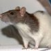 Dumbo rat: photo, distinctive features, care and maintenance at home