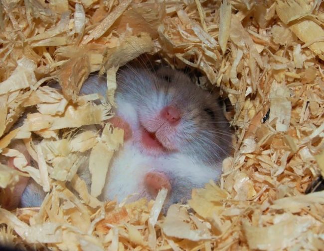 How many years do Djungarian hamsters live at home and what affects their life expectancy