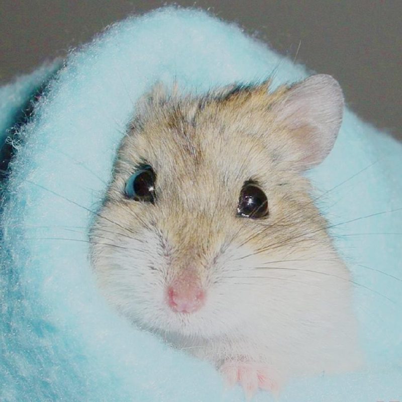 How many years do Djungarian hamsters live at home and what affects their life expectancy