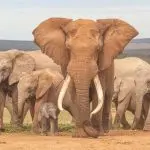How many years do elephants live in captivity and the average life expectancy of an elephant
