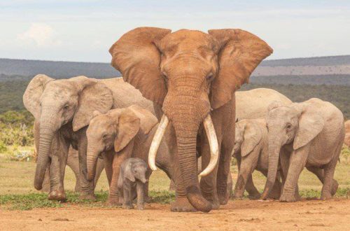 How many years do elephants live in captivity and the average life expectancy of an elephant
