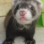 How many years do ferrets live in captivity and what diseases should be avoided