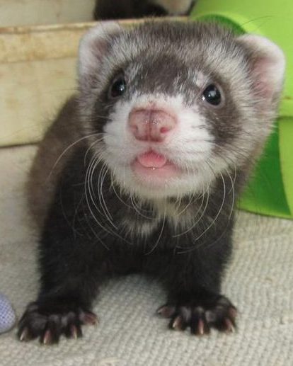How many years do ferrets live in captivity and what diseases should be avoided