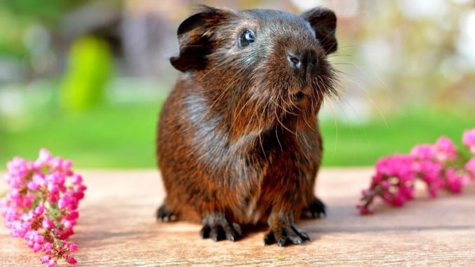 How many years do guinea pigs live at home: the average life expectancy of a rodent and its age by human standards
