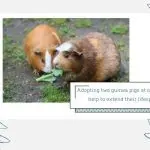 How many years do guinea pigs live at home: the average life expectancy of a rodent and its age by human standards