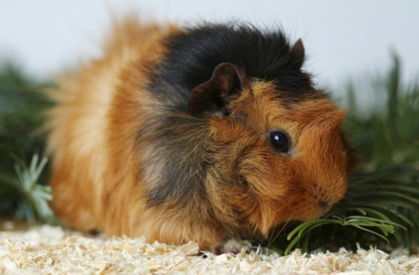 How many years do guinea pigs live at home: the average life expectancy of a rodent and its age by human standards