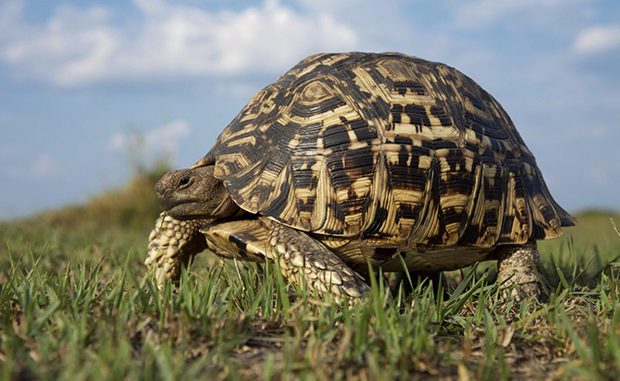 How many years do land turtles live at home and in the wild