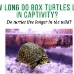How many years do land turtles live at home and in the wild