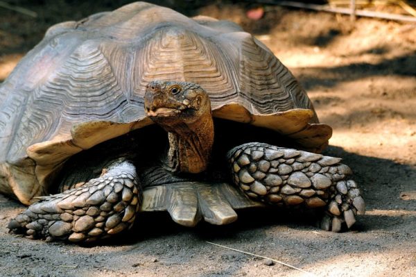 How many years do land turtles live at home and in the wild