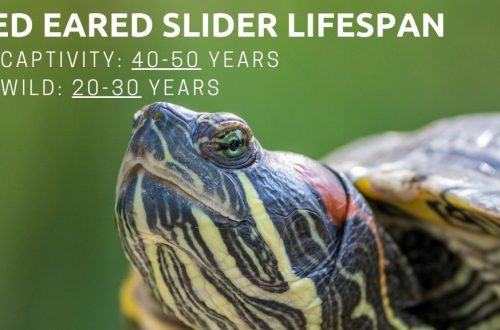 How many years do red-eared turtles live at home (in an aquarium) and in the wild