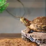 How many years do turtles live in nature and at home