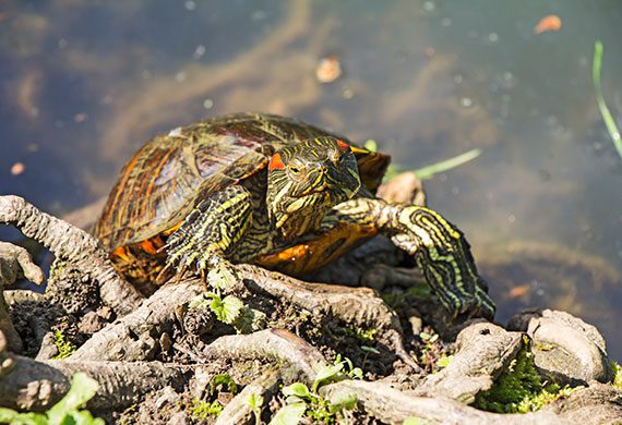 How many years do turtles live in nature and at home