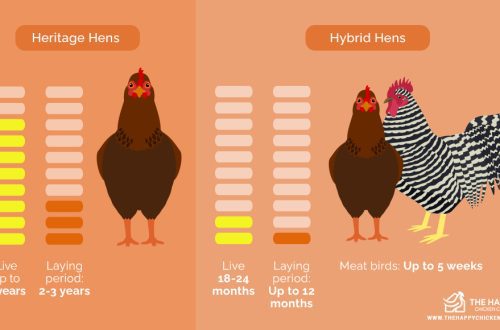 How many years does a laying hen live, raising chickens at home and in poultry farms