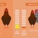 Kuidas määrata kanade ja kihtide vanust, millised määramismeetodid on olemas