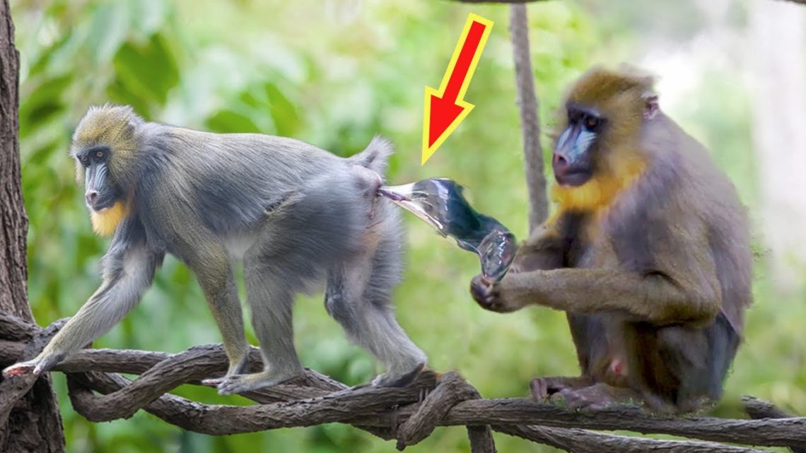 How monkeys mate and give birth