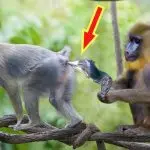 How monkeys mate and give birth