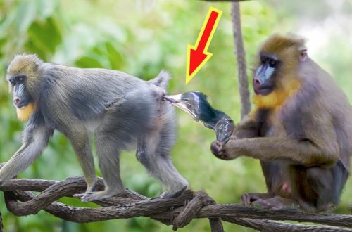 Kuidas ahvid paarituvad ja poegivad