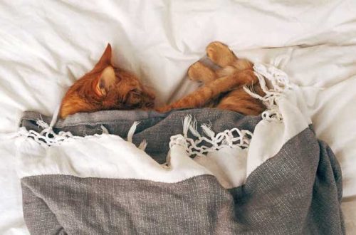 How much do cats sleep?