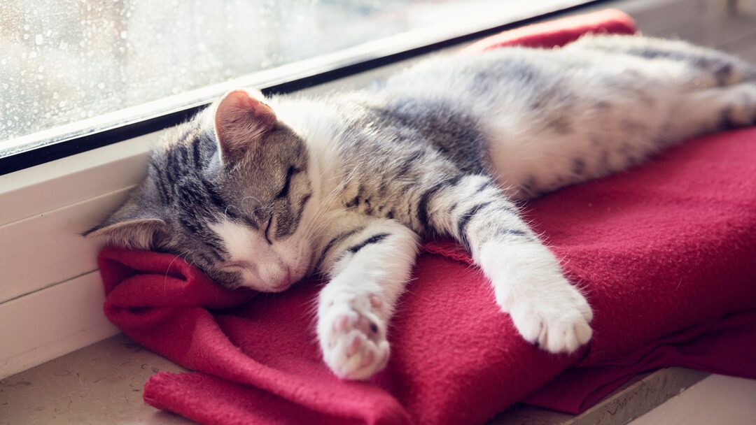 How much do cats sleep: all about pet mode